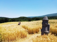 “오라동 청보리축제장...황금들녘 장관”