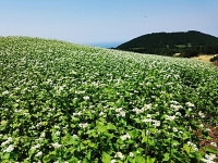 “오라동 청보리축제장...황금들녘 장관”