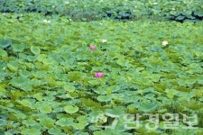 의왕시, ‘연꽃습지 생물다양성 탐사’ 행사 개최