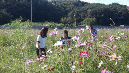 낙동강변에 각양각색 코스모스의 미소...