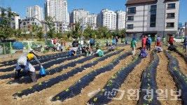 안양 관양1동 이웃돕기 위한 ‘사랑의 배추밭’ 조성