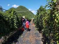 청기면, 가을철 농촌일손돕기 실시