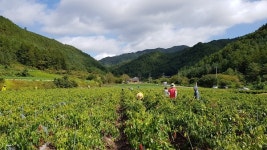 수비면사무소, 2017년 가을철 농촌 일손돕기로 농촌사랑 운동 실시
