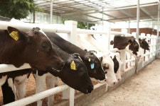 무허가 축사 적법화로 환경오염 막는다