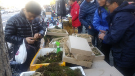 국내산 둔갑, 농약범벅 중국산 ‘삼’ 적발