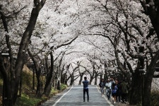 [포토] 환상적인 꽃터널 이룬 하동 십리벚꽃길