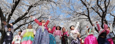 ‘50리 추억의 벚꽃 길 구경오세요!’