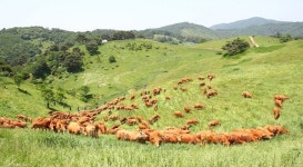 농진청, 한우 300여 마리 대관령 초원 나들이