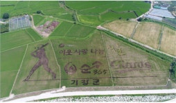 ‘이웃 사랑 나눔 쌀’ 색깔벼 논 아트 조성