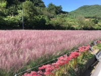 하동군 북천면 핑크뮬리 명소로 떠나볼까