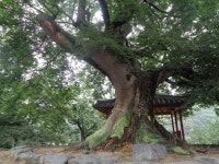 진주시, ‘마을의 수호신’ 보호수 및 노거수 정비