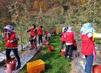 안동시 여성자원봉사운영회 사과 수확 봉사