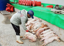 하루 수십마리 돼지, 망치로 때려죽여