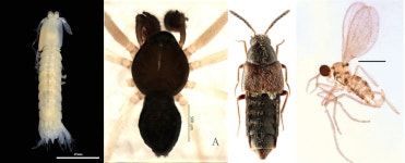 우리나라 자생생물 5만827종 정보 확인