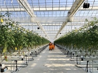 경주 토마토 스마트팜 실현