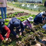 친환경텃밭 가꿀 어린이 모집