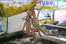 고성·속초맛집 ‘비치대게직판장’ 동명항 대게 맛집 중 하나