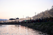 김천, 제8회 직지천 벚꽃길 걷기대회 성황리 개최