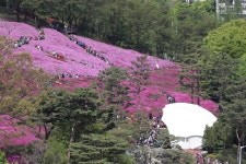 ‘분홍빛 철쭉의 설렘’, 군포철쭉축제 대성황