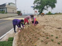 경주시 외동읍 개곡1리, 빈 공터 꽃밭 조성