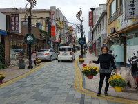 경주시 중부동, 봉황로 국화 꽃길 조성