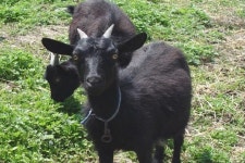 염소가 겨울을 건강하게 나려면?