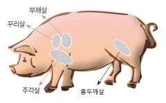 부챗살·주걱살·꾸리살·홍두깨살 지방 적고 육즙 풍부
