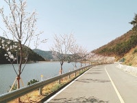 용성면 부일 육동지변 가로수길 조성