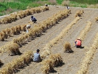 고령군, 농촌 일손돕기 실시