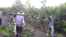 오디뽕나무 내달 상순까지 전정 마쳐야