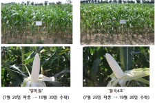 가을 별미 찰옥수수 심기 서두르세요