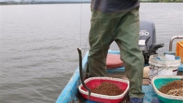 낙동강 하굿둑 열자 ‘장어’가 돌아왔다