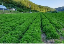 천궁, 연작장해 해결 위해 한 걸음 나아가!