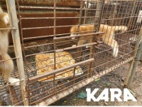 파주 돼지농장, 알고 보니 식용 ‘개농장’