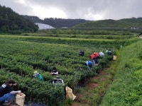 영양군 농촌 일손 돕기 실시