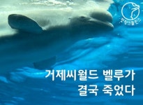 거제씨월드 벨루가 결국 폐사
