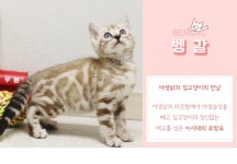 고양이 분양샵 라온캣, 14년이상 경력 전문가 항시 상주