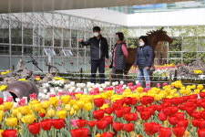 부산시민공원 방문자센터, 튤립 1만송이 개화