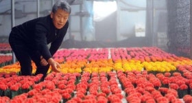 [경기농업 세계를 품다] 접목선인장 수출농가 '준농원'