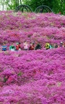 붉은 물결의 철쭉동산