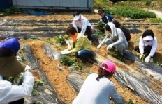 인천교육청, 강화 용두레마을에서 농번기 일손돕기