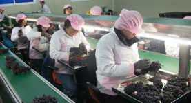 [경기농업 세계를 품다]⑨화성시포도수출협의회