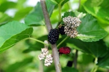 뽕나무 열매 오디 균핵병 확산