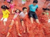 퇴촌 토마토축제…더위 이긴 토마토 풀장