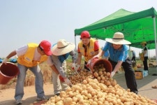 인천적십자 연수지구協, 이웃사랑 나눔 감자캐기