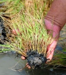 폐수로 망가진 논