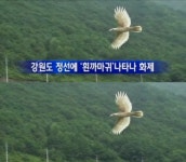 정선 희까마귀 등장, 녹송공원 숲에 2~3차례