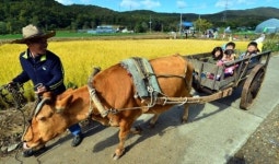 흔들흔들 달구지 여행