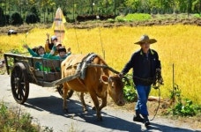 흔들흔들 달구지 여행