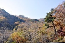 [산과 사람, 경기를 세우다]29.용문산 은행나무 아래서 마의태자를 그리다